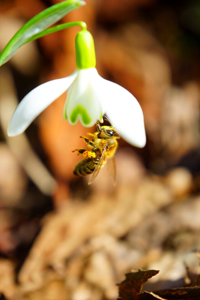 Close up macro snowdrop