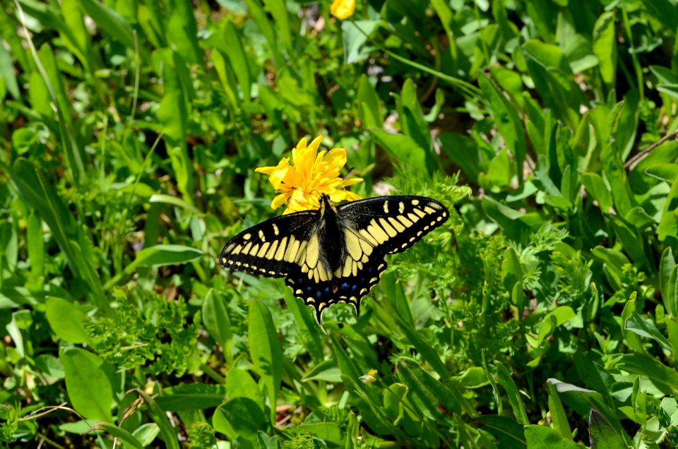 Anise swallowtail on false dandylion, Beaverhead County, Montana. June 23, 2013.