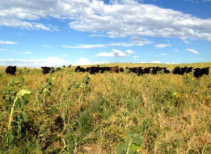 Cover Crops RO 23-XL