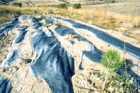 Windbreaks08.tif photo