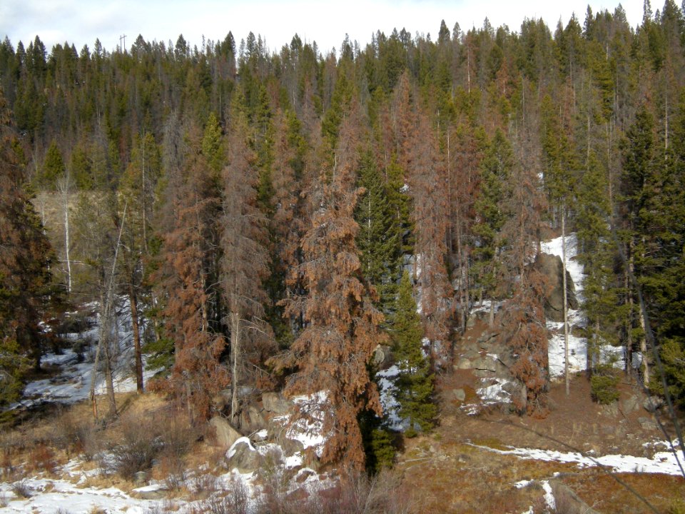 Trees56.jpg