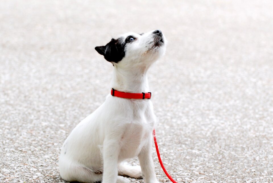 Pup young black white dogs cute