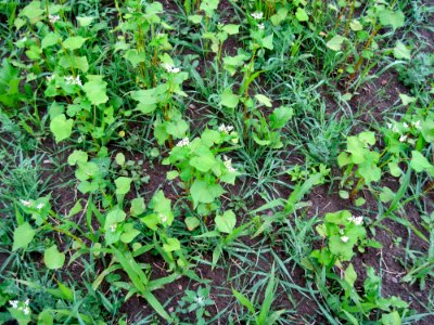 Cover Crops am 15 photo