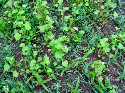 Cover Crops am 15