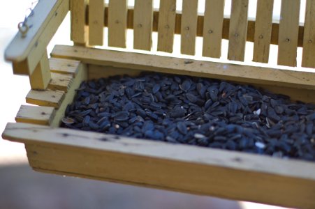 Yo, Birds, Its Feeding Time