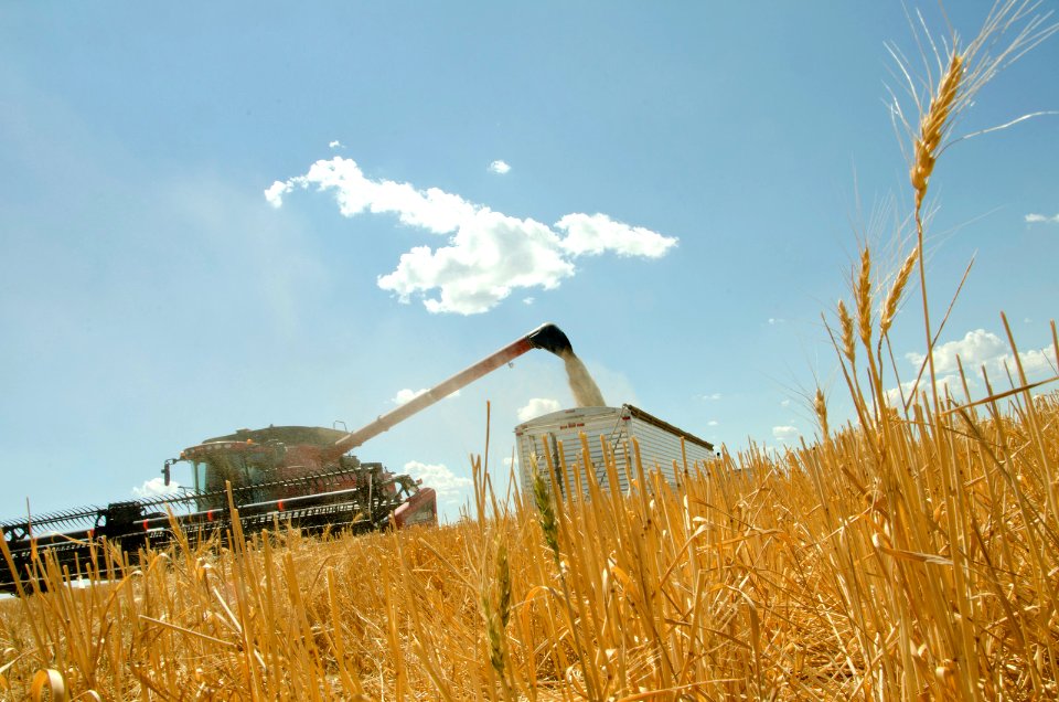 Harvest NR 09 photo