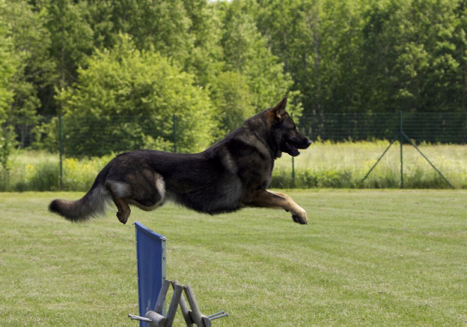 Jumping competition jump