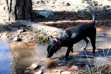 Cadu Takes a Drink