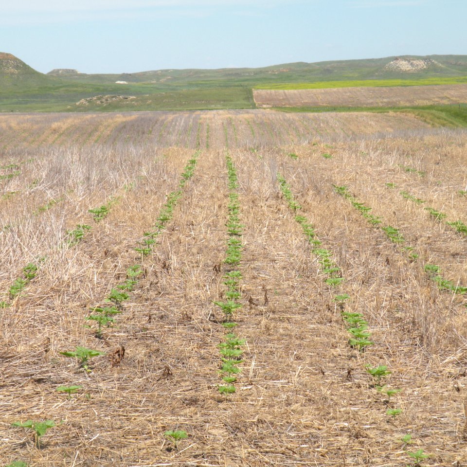 Conservation Tillage19