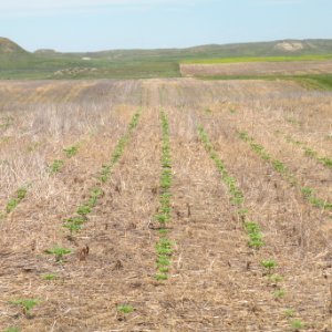 Conservation Tillage19