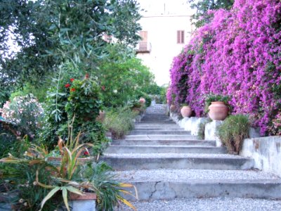 Bougainvillea-Hotel San Domenico-Taormina-Sicilia-Italy - Creative Commons by gnuckx