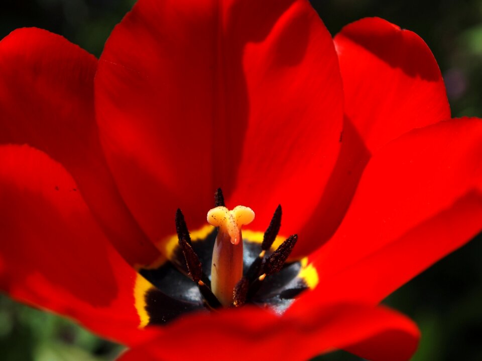 Nature flowers red