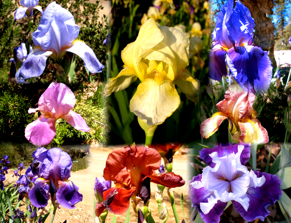 Iris Spectrum photo