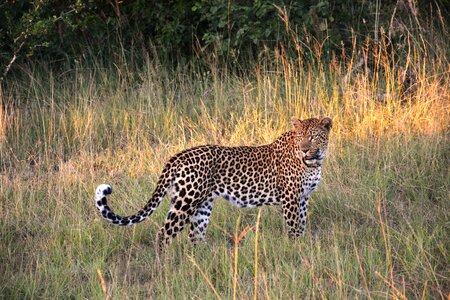 Big cat safari south africa photo