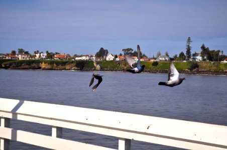 Pigeons flying