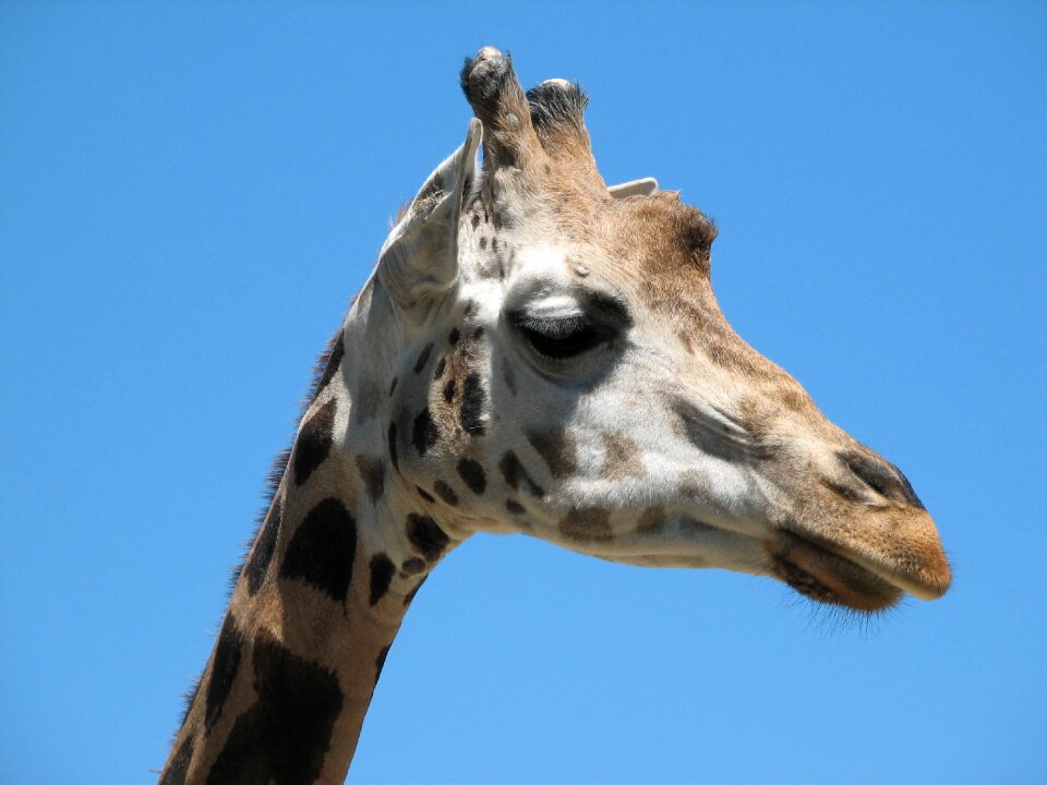 Zoo wildlife africa