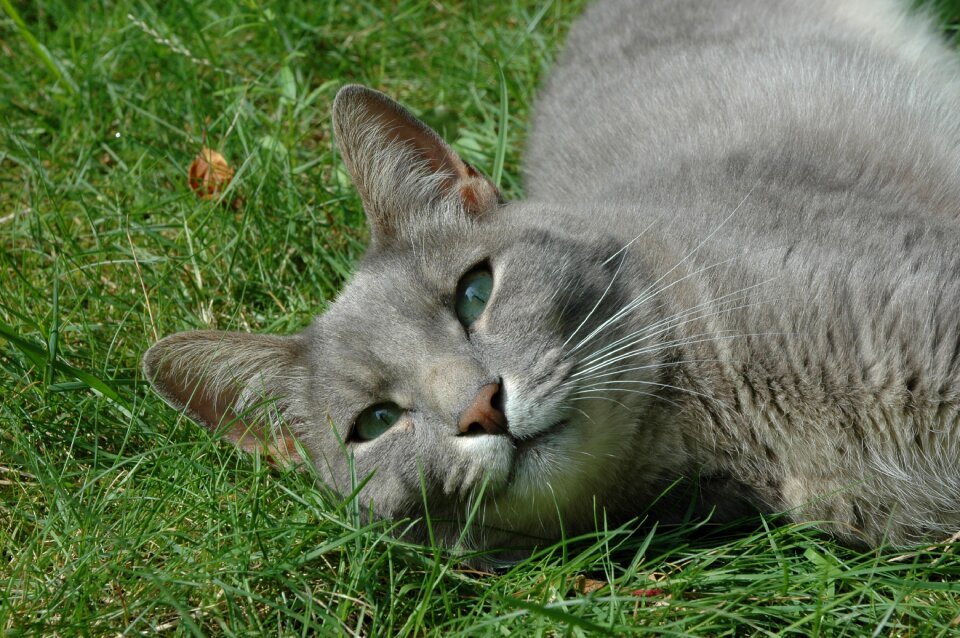 Resting domestic grass