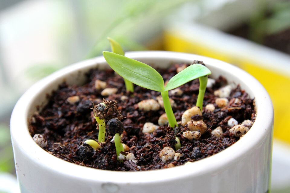 Vegetable oriental sprouted