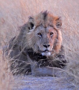 Lion savuti africa photo