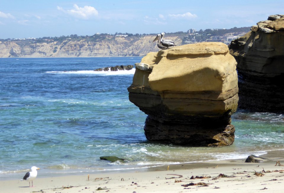 La Jolla rock and birds
