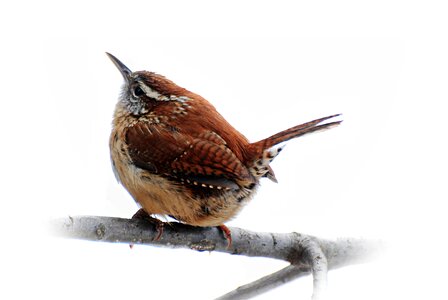 Brown spring wildlife