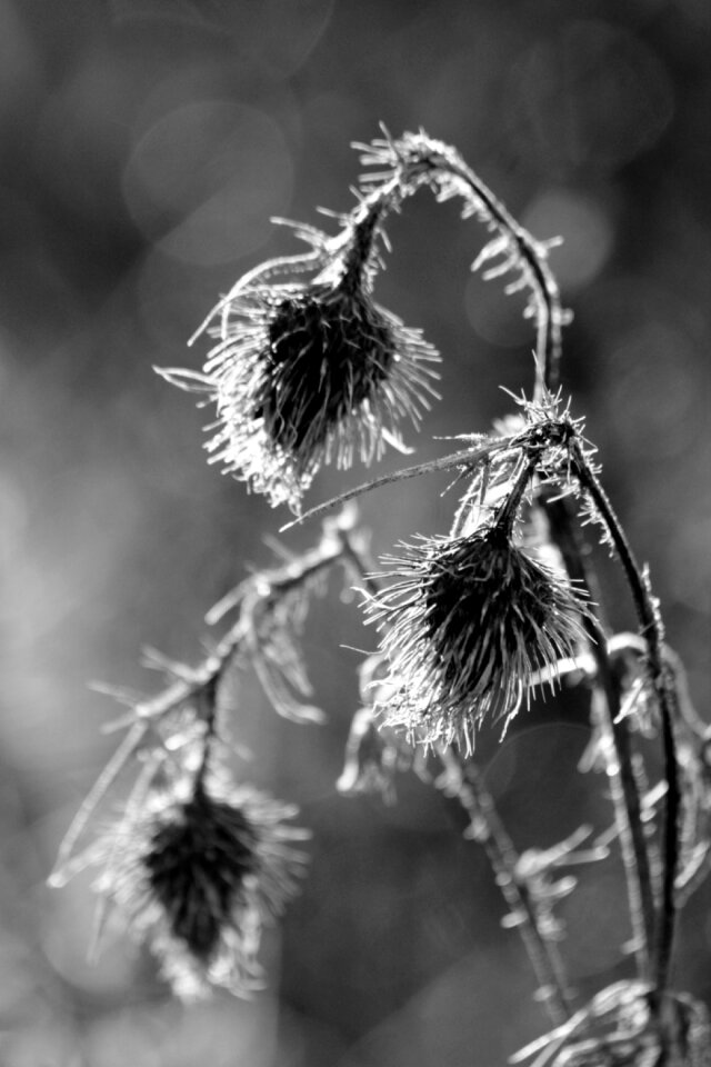 Plant nature natural