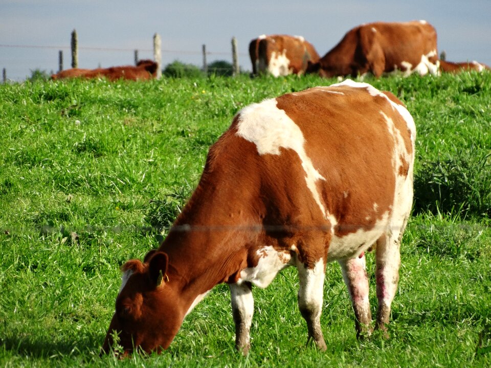 Prairie food love animals