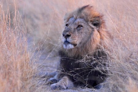 Lion africa savuti photo