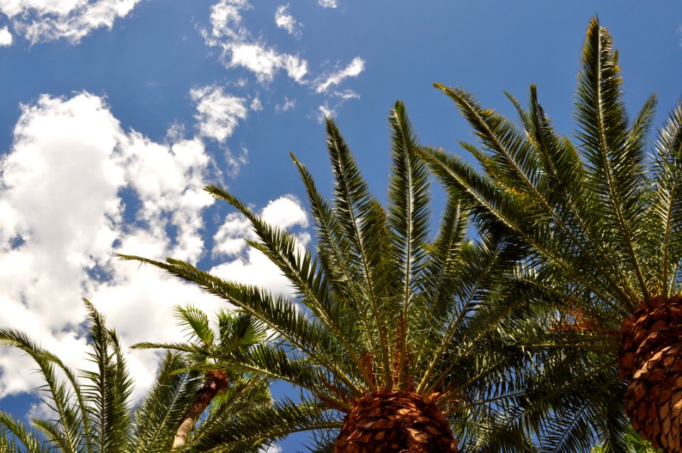 California Sky