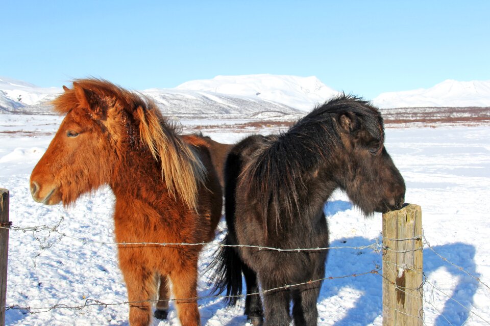 Odd icelandic horses