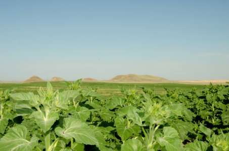 Crops NR 44