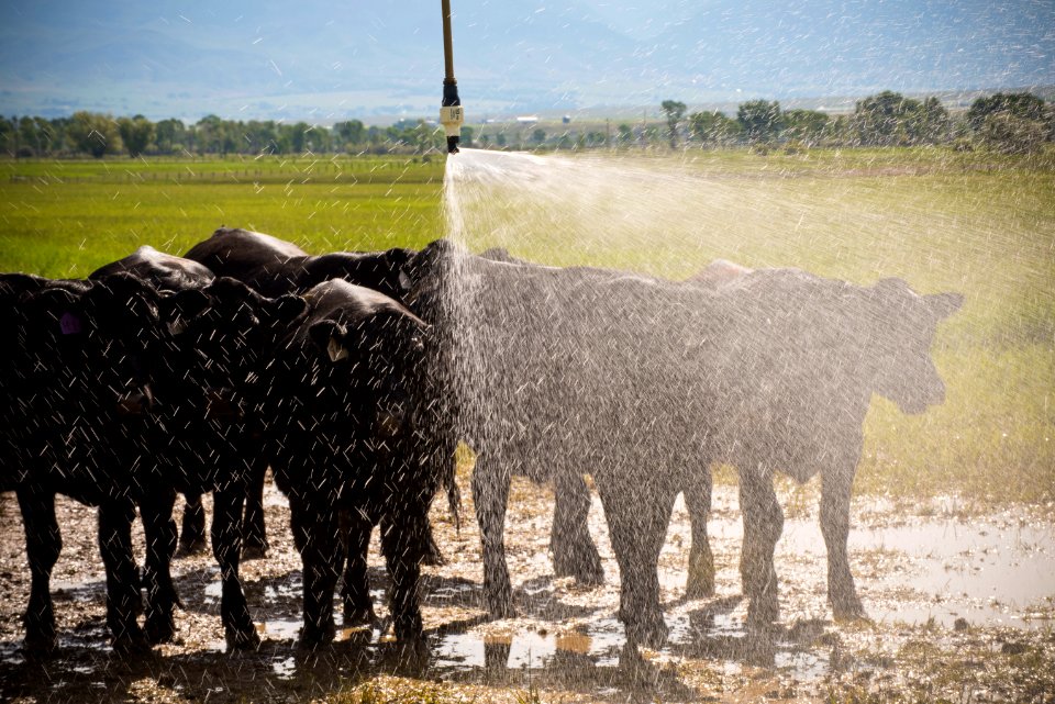 1298 NRCS projects