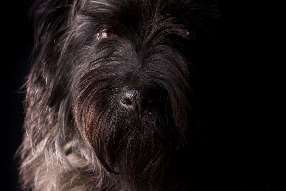 Pet dog snout close up