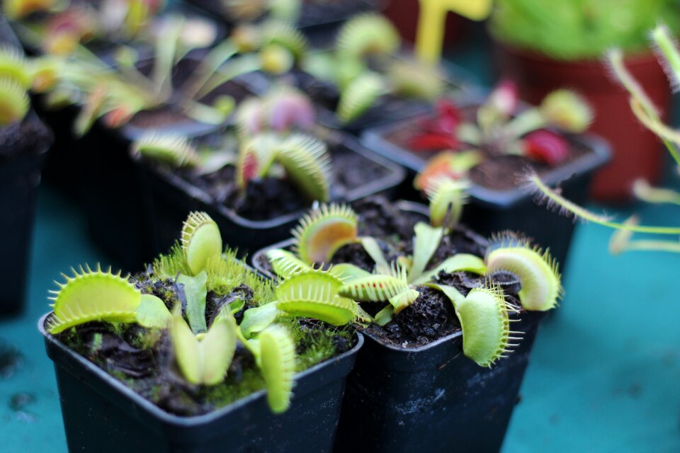 Pot house plants exotic