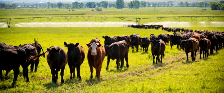 1207 NRCS projects