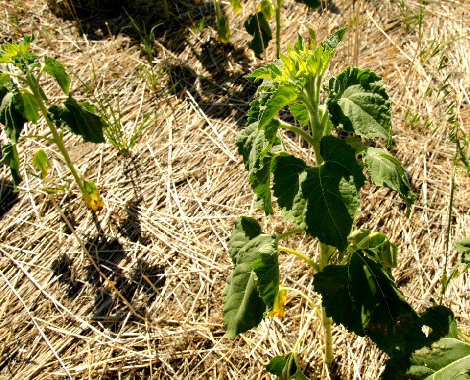 Crop Residue Management NR 14