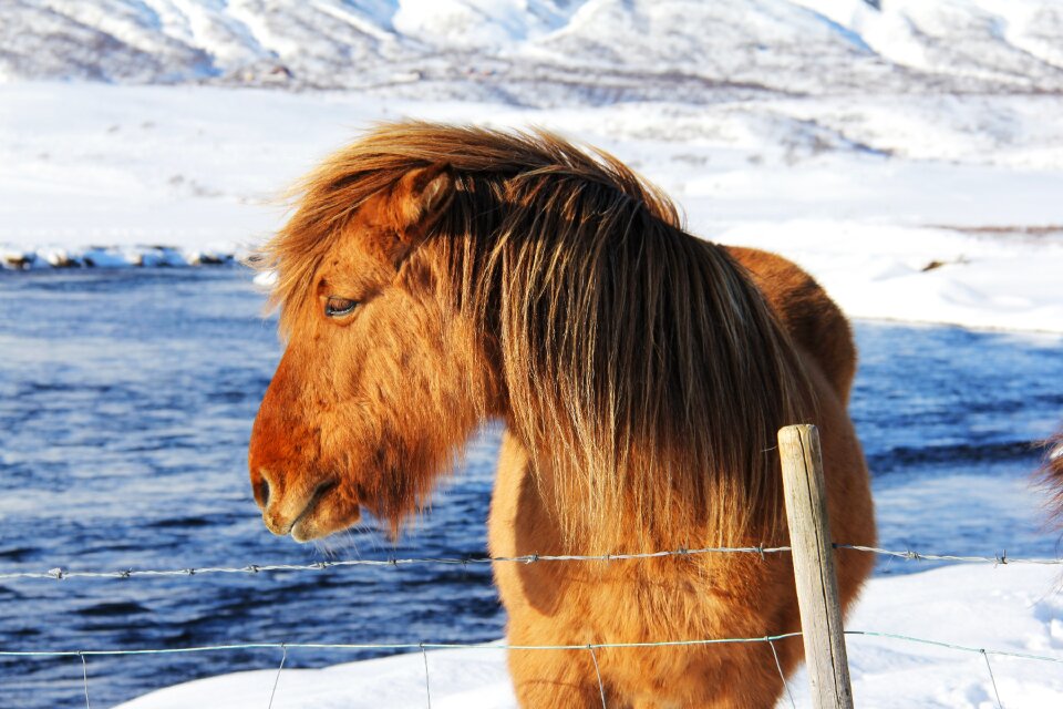 Odd icelandic horses