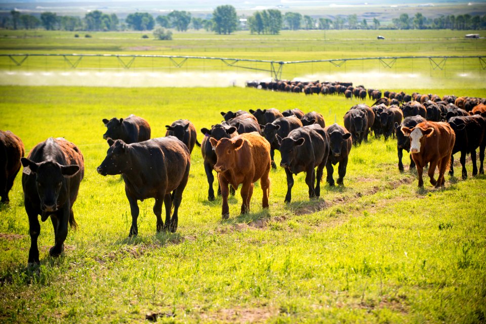 1204 NRCS projects