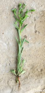 Plants OB 81
