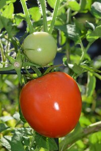 Ripe unripe vegetable