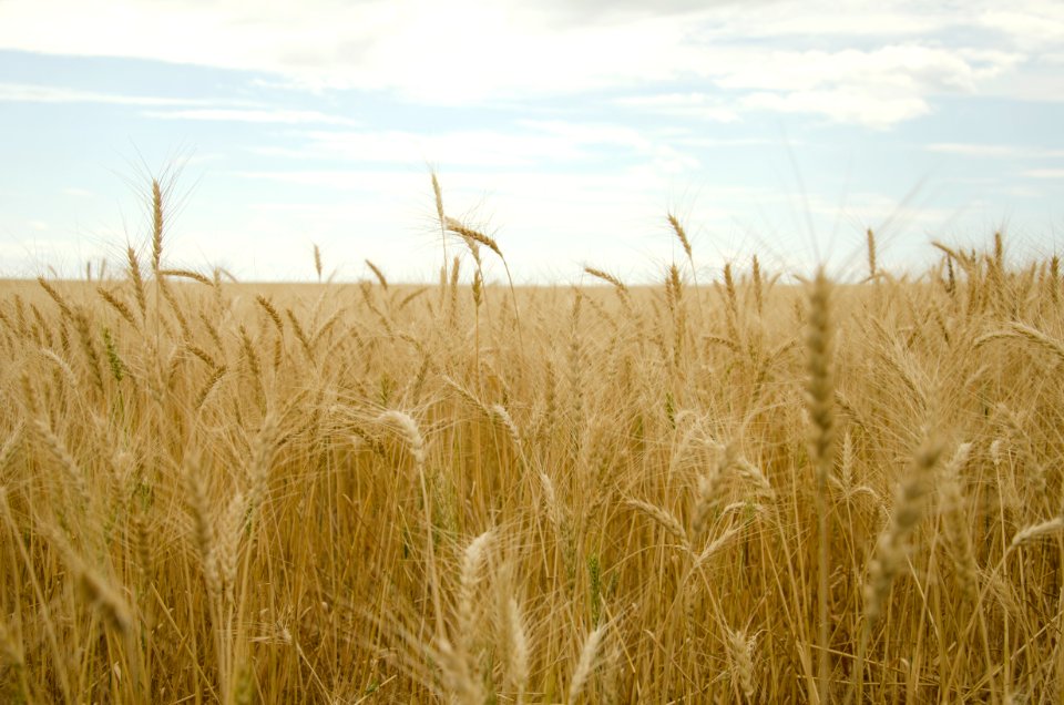 Crops NR 10