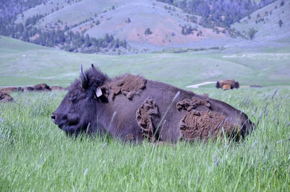 Livestock NR 140
