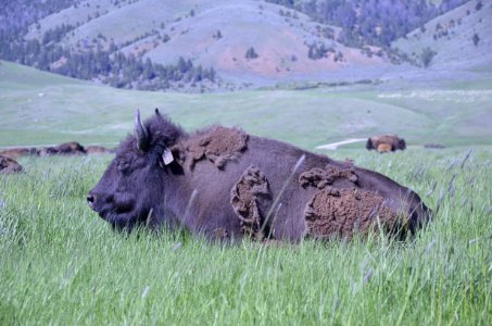Livestock NR 140