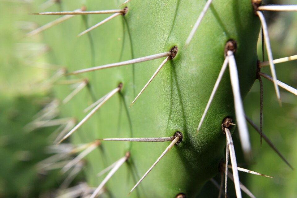 Thorny desert cactus