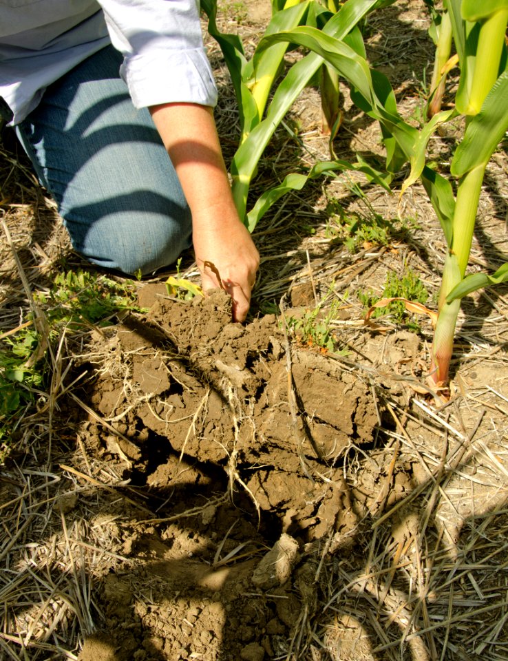 Crops NR 34