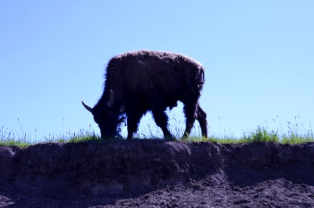 Livestock NR 139