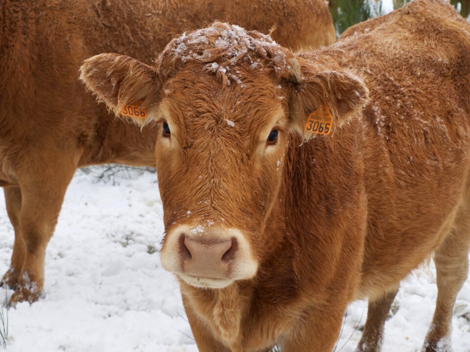 Nature animals agriculture