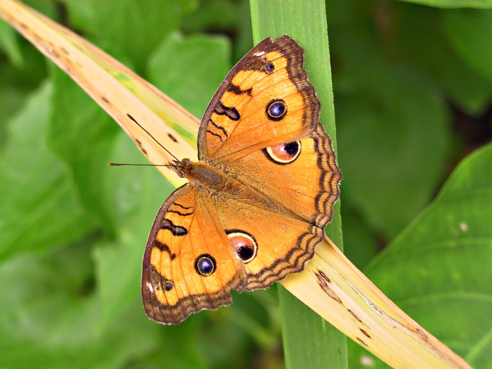 Nature insect colorful
