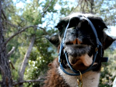 Smiling Llama