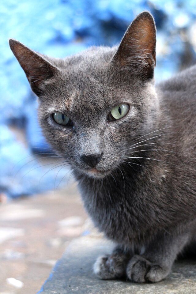 Pet animal cat face